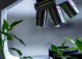 AI Fails at Reading Plant Cells Under the Microscope, New Benchmark Reveals