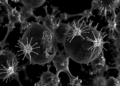 Digital twin from a single micrograph reveals invisible stress and chemistry around dislocations