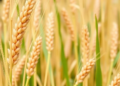 Scientists Uncover Shared Genetic Switches That Control How Long Sorghum Grains Fill and How Big They Get