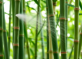 A Simple Amino Acid Spray Boosts Bamboo Leaf Growth, Study Finds