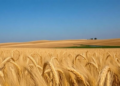 Machine learning reveals when wheat fields leak the most nitrous oxide