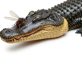 Horse Flies Aim for the Face: 3D Maps Reveal Where Parasites Bite Armored Caimans