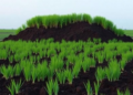 Decades of Nitrogen Pollution Quietly Rewire How Grassland Soils Store Carbon