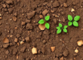 Clay-Rich Alluvial Soils Show Strongest Grip on Arsenic, but Phosphate Fights Back