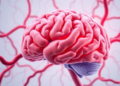 Stroke Drug's Success May Hinge on the Brain's Hidden Backup Blood Vessels