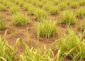 Sixty-Year Farming Experiment Reveals How Rotations Tame Weeds in the Sahel