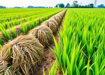 Green Manure Plus Rice Straw Cuts Fertilizer Use and Air Pollution in Rice Fields