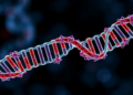 How Tumor Mechanics Control Whether Mitochondrial DNA Fuels or Fights Cancer Immunity