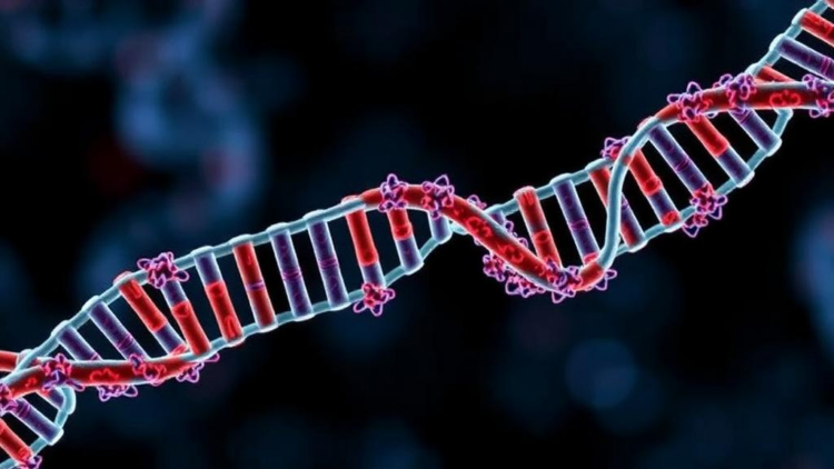 How Tumor Mechanics Control Whether Mitochondrial DNA Fuels or Fights Cancer Immunity
