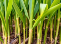 Exonuclease Boost Makes CRISPR Cas12a Cut Big Chunks Out of Sugarcane's Daunting Genome