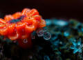Deadly Fungus Morphs Into Tiny Titanide Cells Under Pressure From the Host