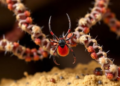 Predatory Protist DNA Found in Human Stool and Ticks in Northern China