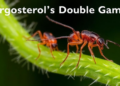 Ergosterol's Double Game: How a Fungal Membrane Molecule Shapes Termite Immunity