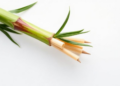 Microbial Succession Drives the Flavor Journey of Fermented Water Bamboo Shoots
