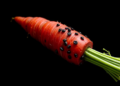 Black Carrot Nanovesicles Cut Ammonia and Rewire Gut Metabolism in Liver Disease Model