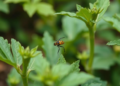 AI That Shows Its Work: Explainable Deep Learning Spots Crop Pests in Real Time