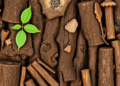 From Leaf Chemistry to Microbial Crews: Tree Size Rewrites the Rules of Decomposition