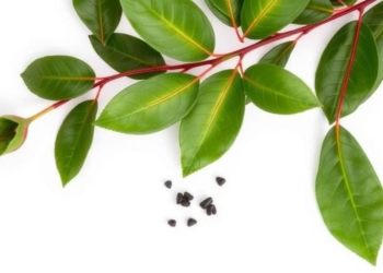 Caffeine-Free Tea Plant Reveals Its Chemical Secrets Across Eight Tissues