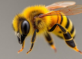 Honey Bee Stinger Revealed as Tiny Autonomous Double-Piston Venom Pump