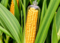 Scientists Map the Genes That Decide How Much Protein Sits in Every Maize Kernel