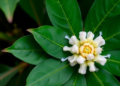 Soursop Leaves Turn Calcium and Zinc Into Tiny Antioxidant Powerhouses