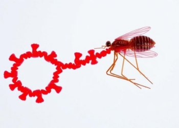 Zika Virus Splits One Protein Into Two Forms With Opposing Jobs in Its Life Cycle