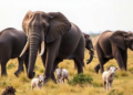 Even in Death, Elephants Leave Nutrient Hotspots That Reshape the Savanna for Years