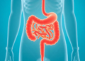 Bariatric Surgery Reshapes Thyroid Drug Needs and the Gut Microbiome
