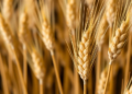 Massive Genetic Sweep Reveals DNA Switches That Control Starch Quality in Bread Wheat