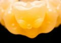 New Calcium Phosphate Compound Shields Tooth Enamel From Acid as Effectively as Fluoride