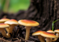 Oregon's Licensed Psilocybin Centers Pass First Independent Safety Audit, but High Costs Raise Access Concerns