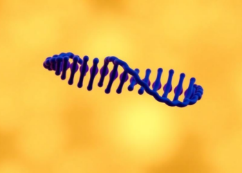 Single Genetic Switch Drives Gene Expression in Both Bacteria and Yeast