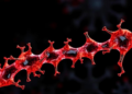 Stronger Chromatin Boundaries Stand the Test of Evolutionary Time