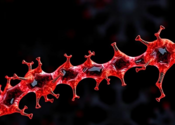 Stronger Chromatin Boundaries Stand the Test of Evolutionary Time
