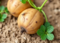 Soil Bacterium From Inner Mongolia Shows Powerful Potential Against Potato Fusarium Wilt