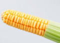 Single DNA Letter May Hold the Key to Starchier, Heavier Maize Kernels