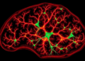 A Few Neurons Overexpressing C4 Remodel the Whole Cortical Neighborhood