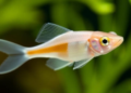 Zebrafish study uncovers surprising developmental reach of albinism gene OCA2