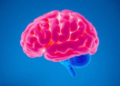 Diabetes and Obesity May Force the Aging Brain to Work Harder for Oxygen
