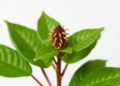 From Nigerian Folk Remedies to Kidney Medicine: Only Seven Plants Survive a Rigorous New Ranking