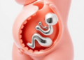 Scientists Rethink How Metal Mixtures in the Womb Shape Baby Birth Size