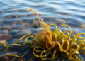 Seagrass Meadows and Seaweed Release a Surprising Chemical Cocktail Into Coastal Air