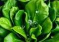 Chitosan Nanoparticles Boost Selenium and Iodine Uptake in Spinach Across Three Seasons