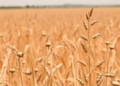 Radiation-Hardened Bacterium Lends Soybean a Gene That Beats Salt and Drought