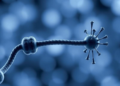 One Cancer Gene, Two Fates: Study Shows Senescent Cells Split Into Tumor Blockers and Tumor Seeds
