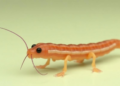 Parasitic Worm's Molecular Switch Reveals How It Adapts to Its Rat Host