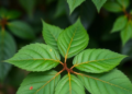 Ancient Indian Tree Leaves Show Drug-Like Power Against Inflammation and Infection