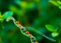 AI Tool PeTMiner Uncovers Hidden RNA Regulators That Shape Plant Gene Expression