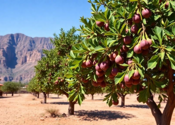 Moroccan Oases and Atlas Mountains Hide a Surprising Wealth of Fig Tree Genetic Diversity