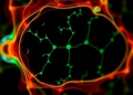 Tiny Photoswitchable Protein Opens a New Window on Deep-Tissue Molecular Imaging